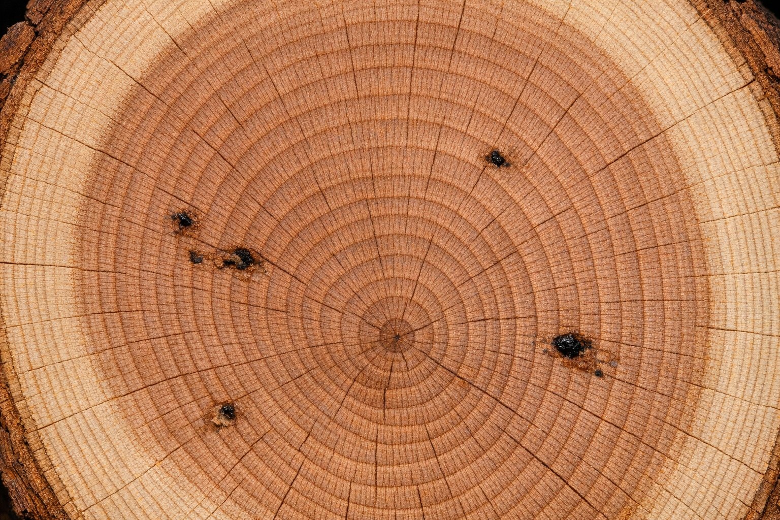 End-grain close-up of a cut American Black Cherry log showing fine straight grain and pinkish-brown heartwood