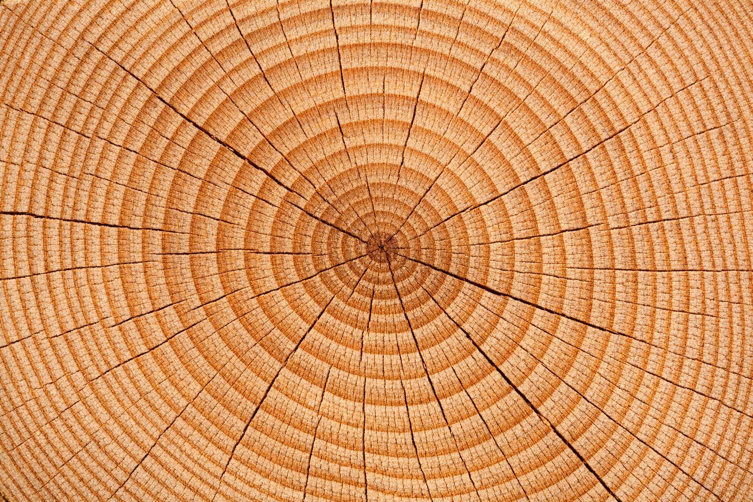 End-grain close-up of a cut Bald Cypress log showing straight grain and honey-colored heartwood