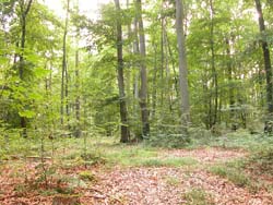 Hardwood Forest