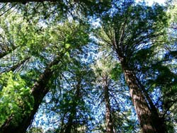 Hardwood Tree Forest