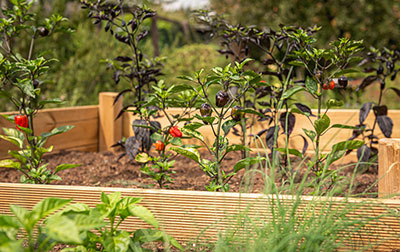 Raised Garden with Peppers