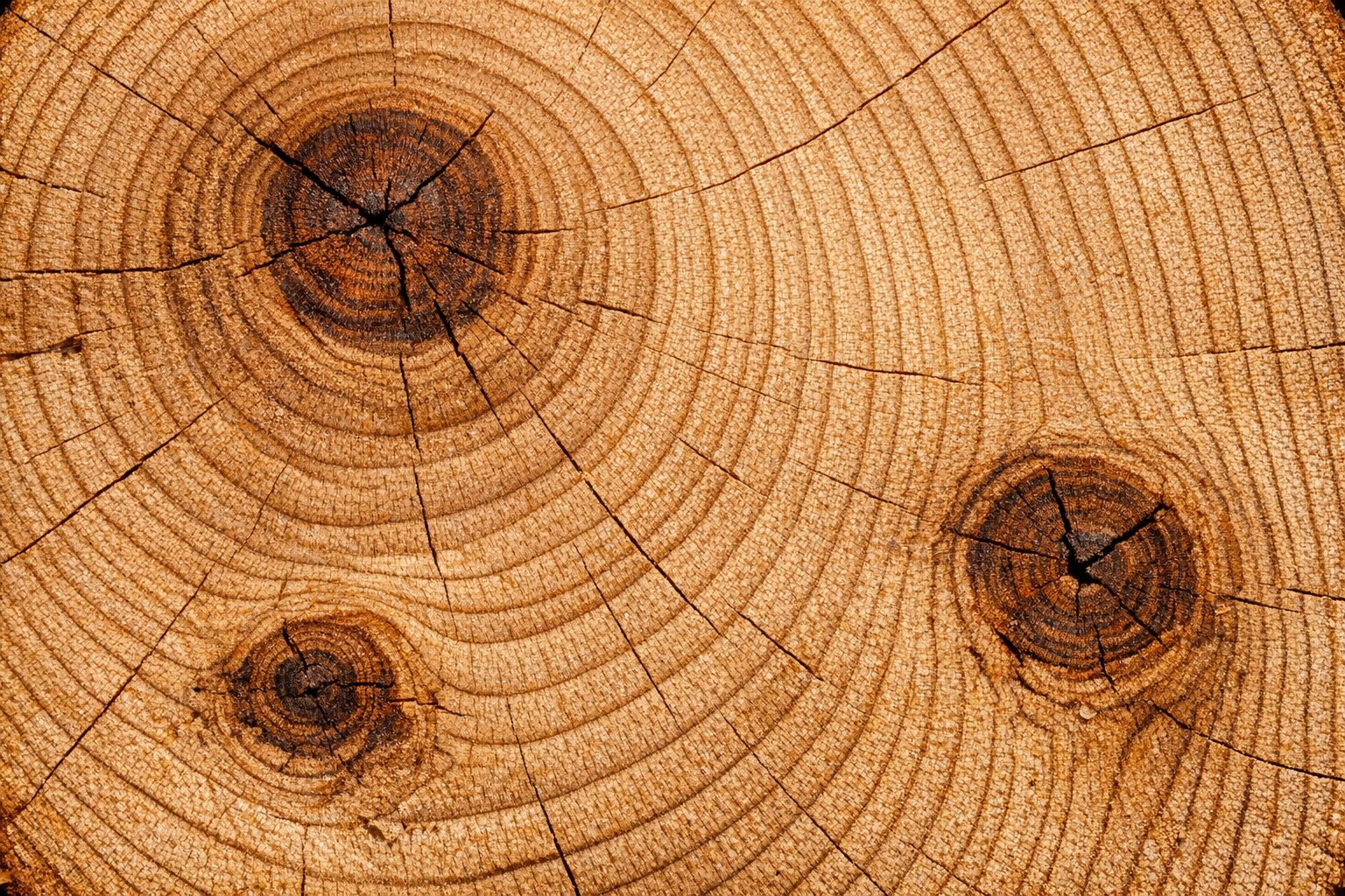 End-grain close-up of a cut Knotty Alder log showing warm honey-brown wood with tight knots