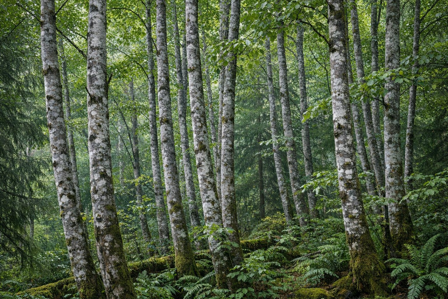 Red Alder trees (Alnus rubra) with smooth gray bark in a Pacific Northwest forest
