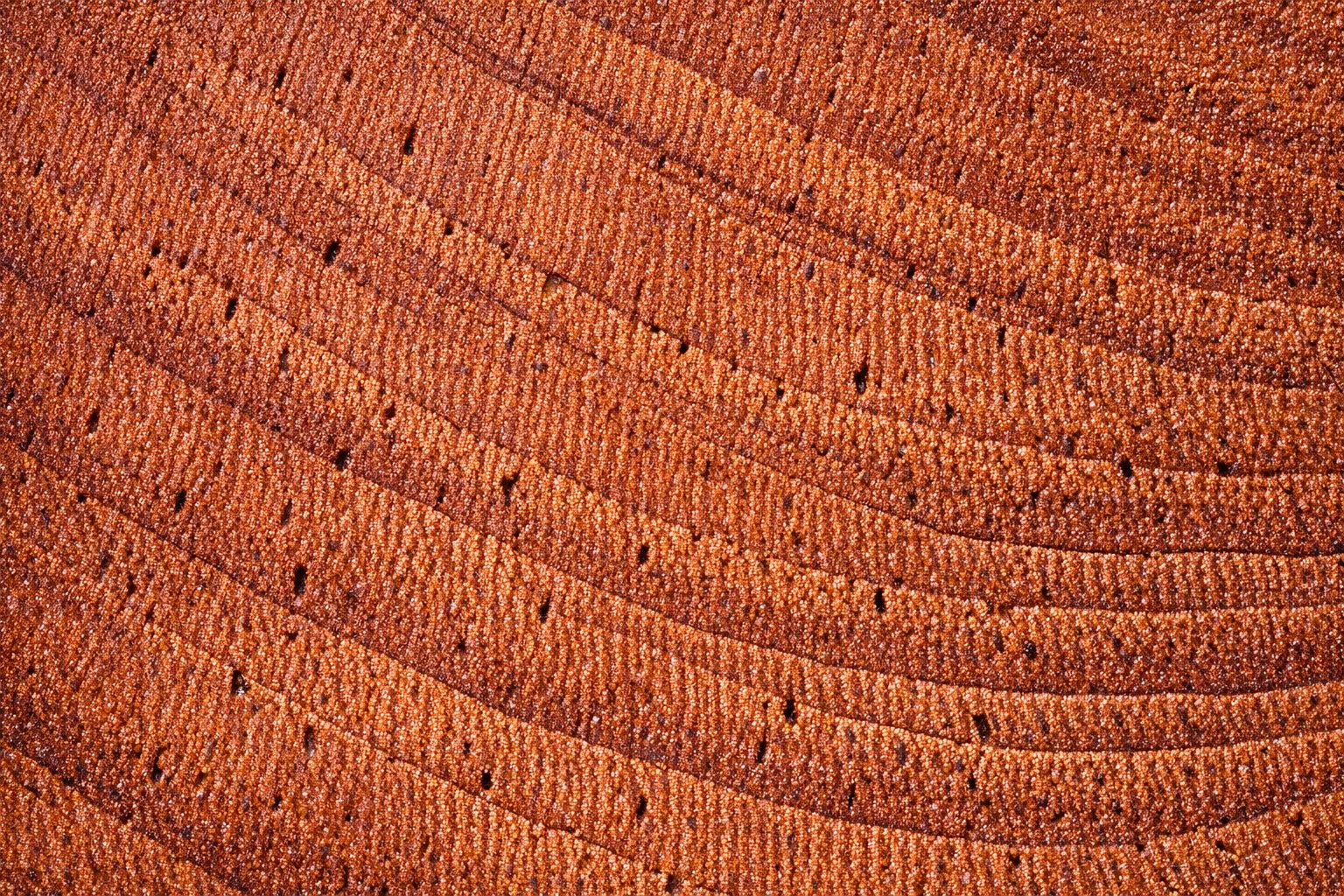 End-grain close-up of a cut Genuine Mahogany log showing reddish-brown heartwood and open pores