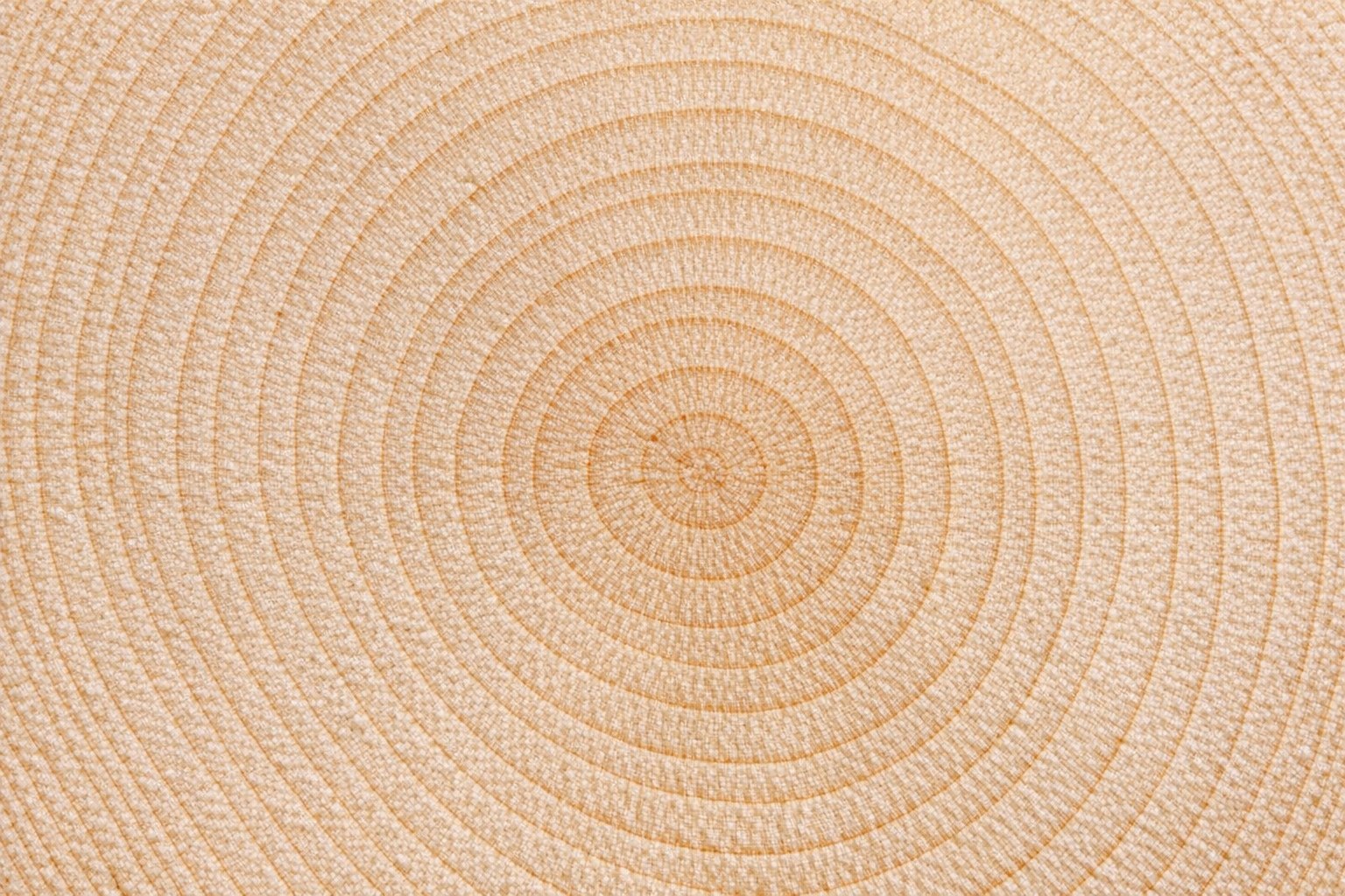 End-grain close-up of a cut Hard Maple log showing fine even grain and creamy white color