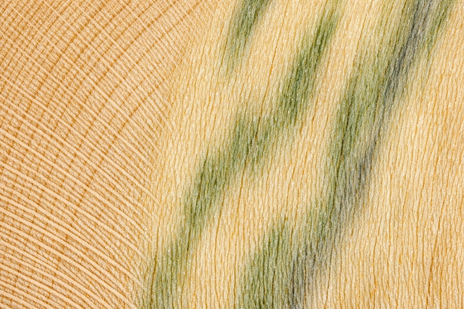 End-grain close-up of a cut Yellow Poplar log showing fine straight grain with green streaks