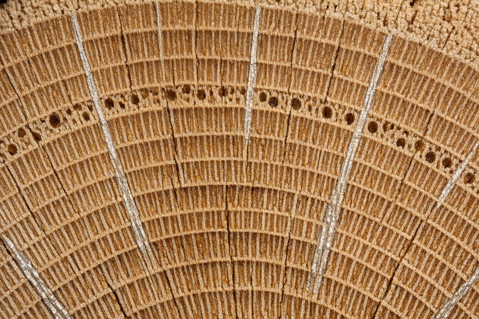 End-grain and face close-up of quartersawn White Oak showing bright silver ray fleck (tiger oak figure)