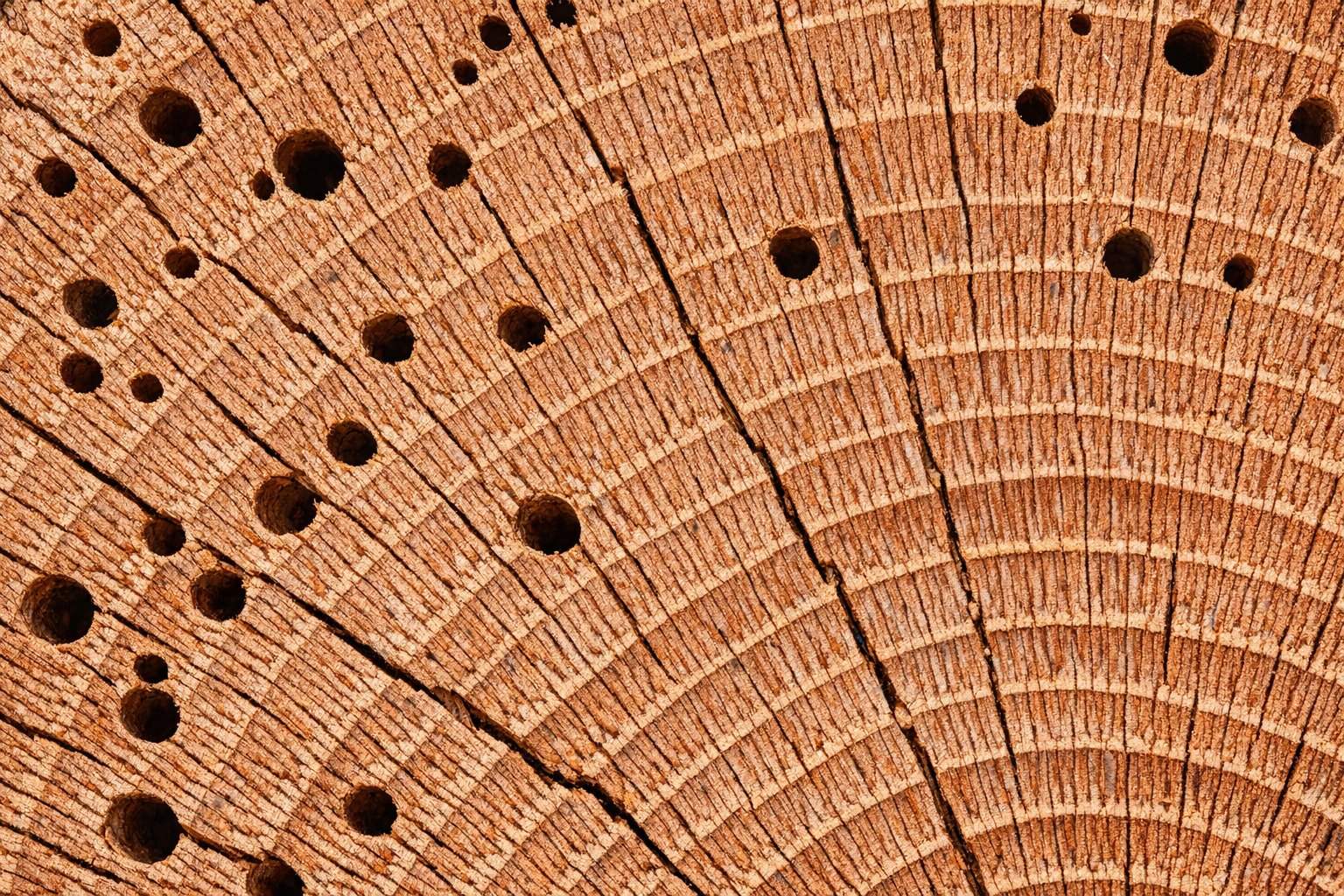 End-grain close-up of a cut Red Oak log showing bold open pores and reddish-tan heartwood
