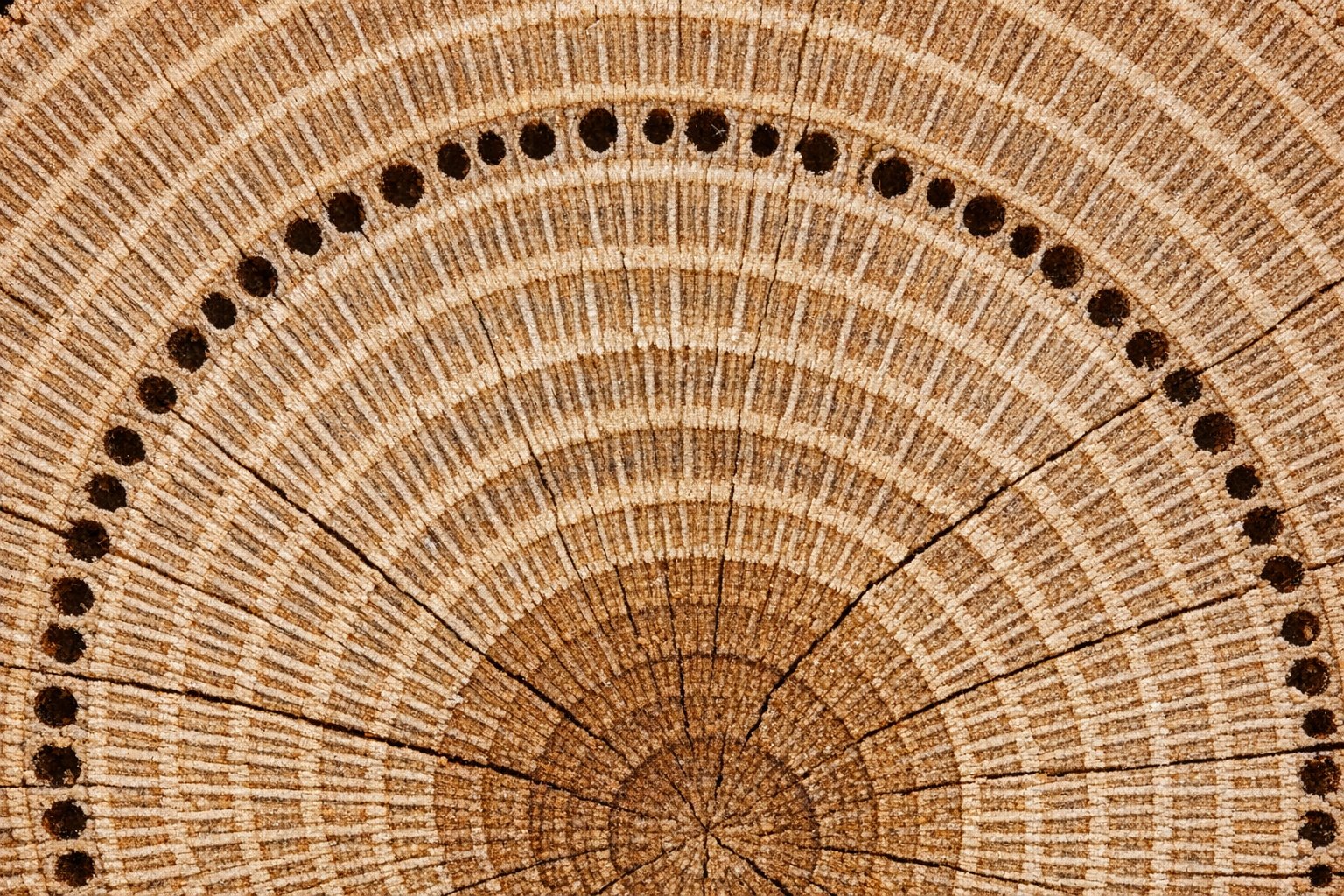 Face and end-grain close-up of rift-sawn White Oak showing straight, tight, uniform vertical grain with no ray fleck