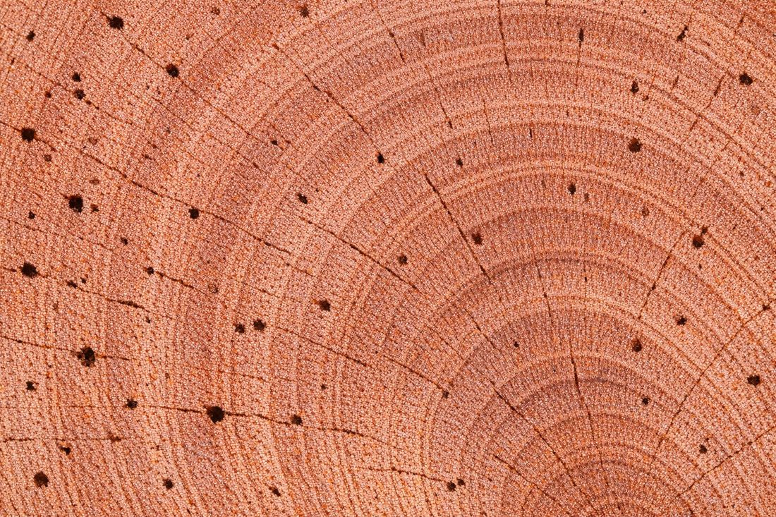 Close-up of Spanish Cedar cut-log end grain showing pinkish-brown heartwood and open pores