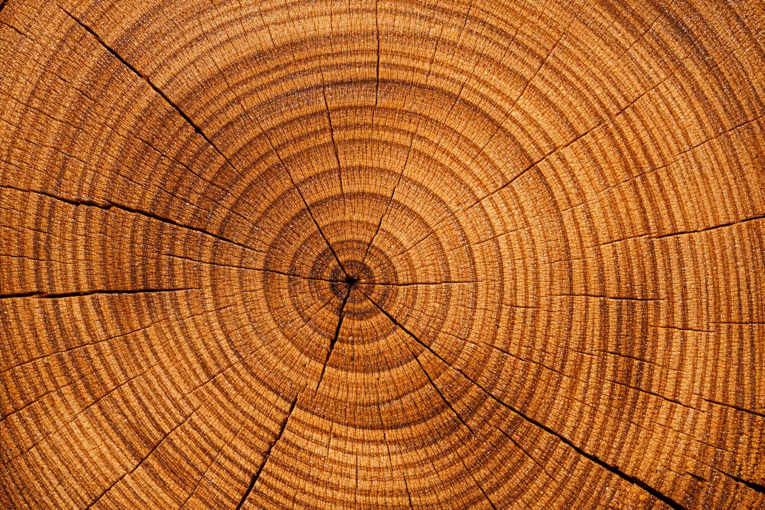 End-grain close-up of a cut Teak log showing straight grain and golden-brown oily heartwood