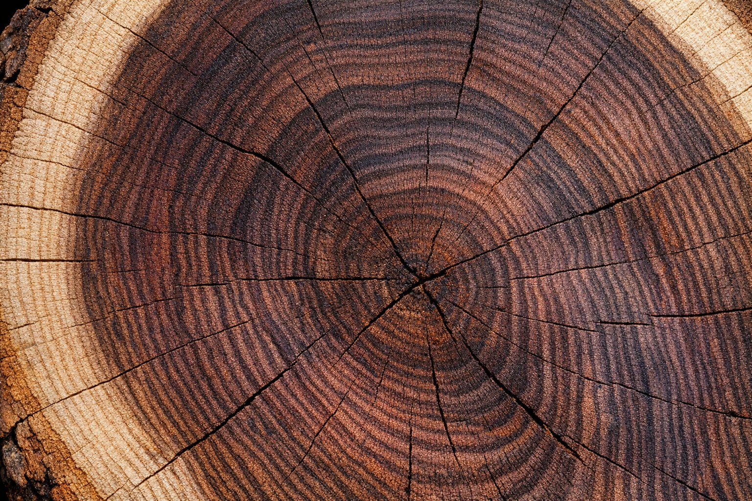 End-grain close-up of a cut American Black Walnut log showing chocolate-brown heartwood