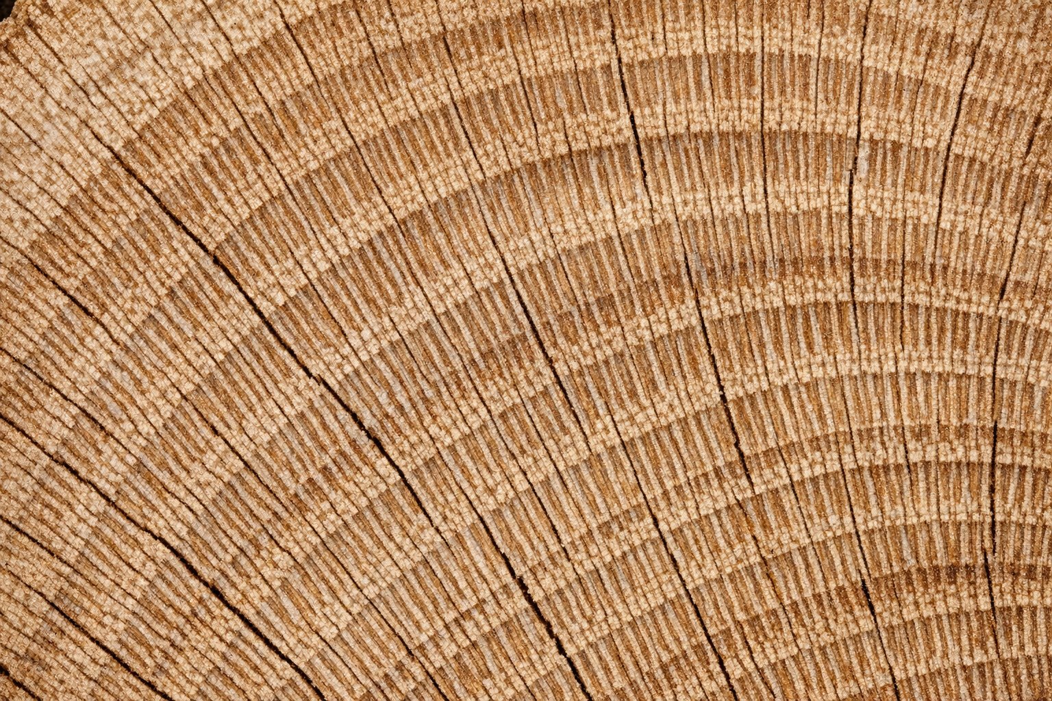 End-grain close-up of a cut White Oak log showing tight grain and prominent rays